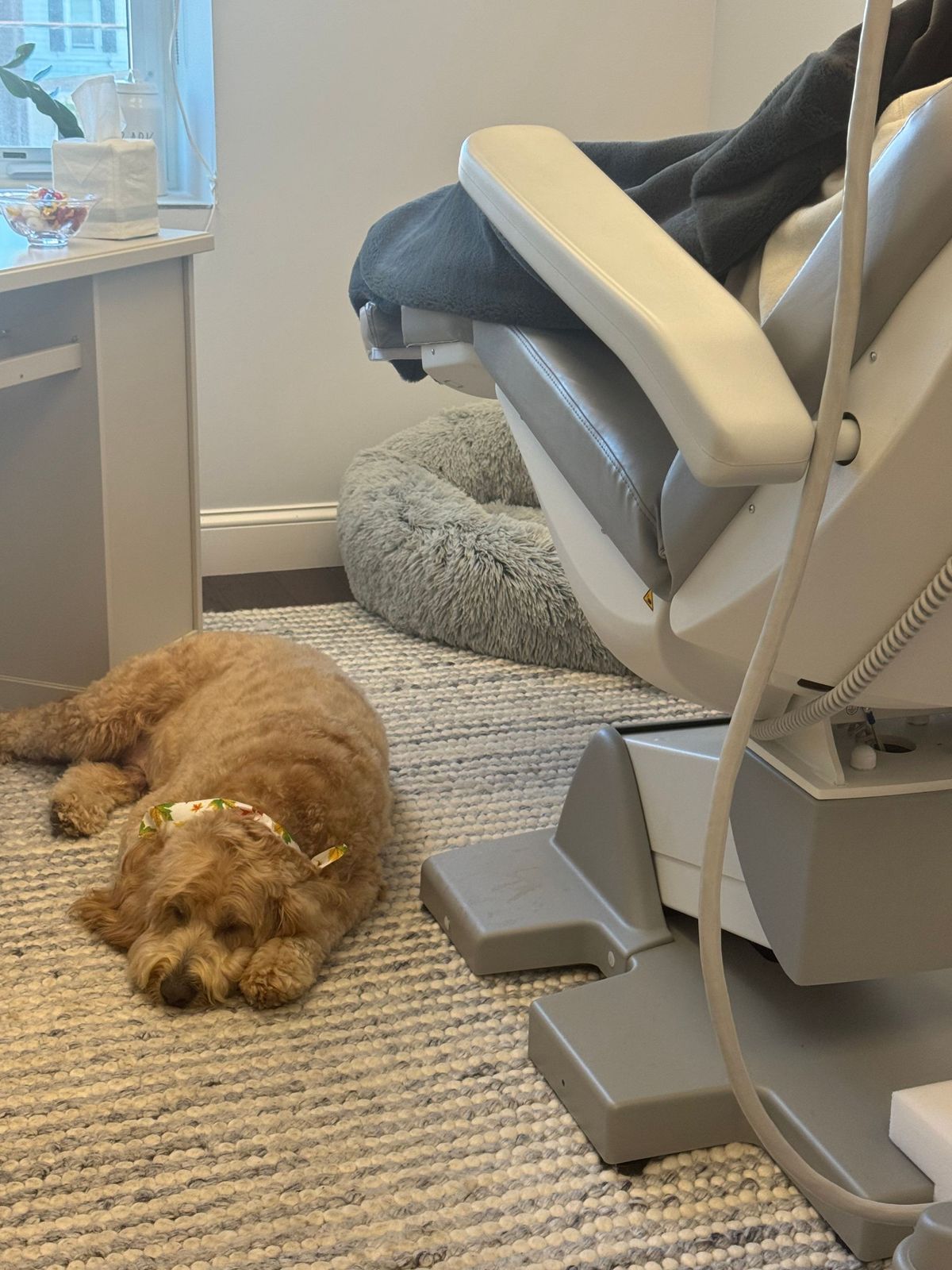 A therapy dog resting next to the treatment chair